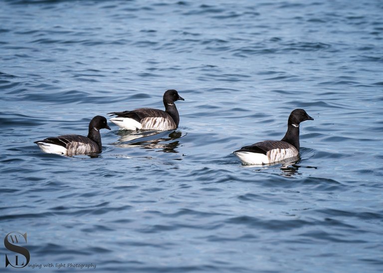 brant geese.jpg