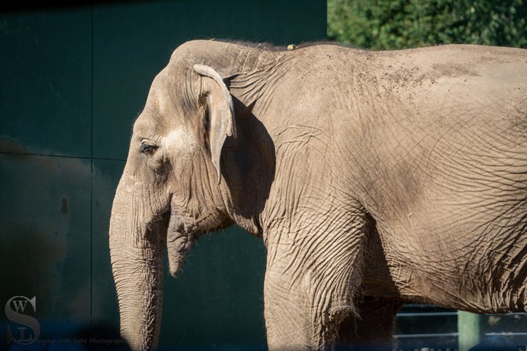 MF at the Zoo-7.jpg