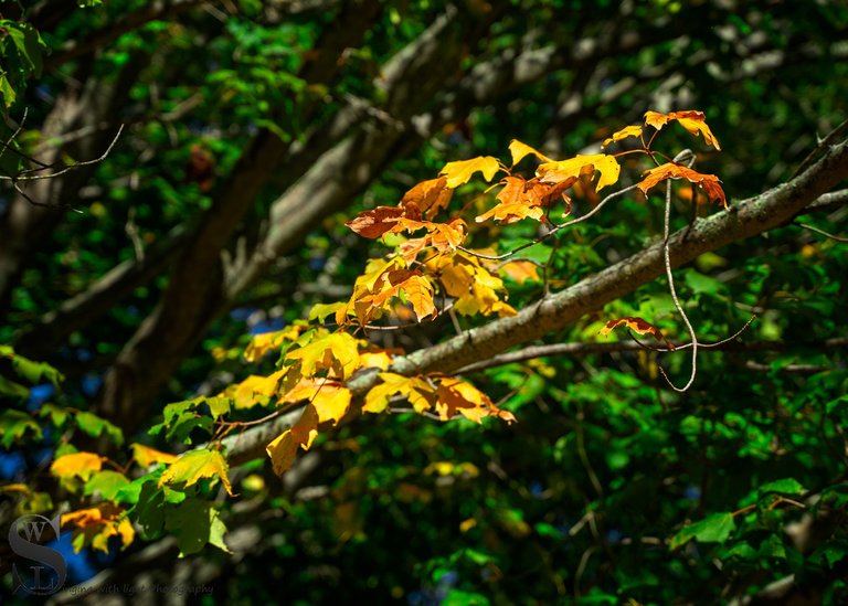hazelwood park fall colors_.jpg