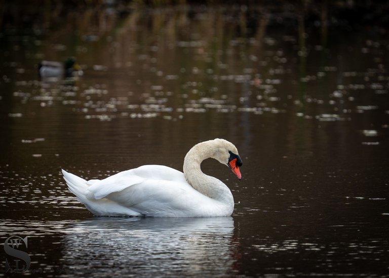 pond birds.jpg