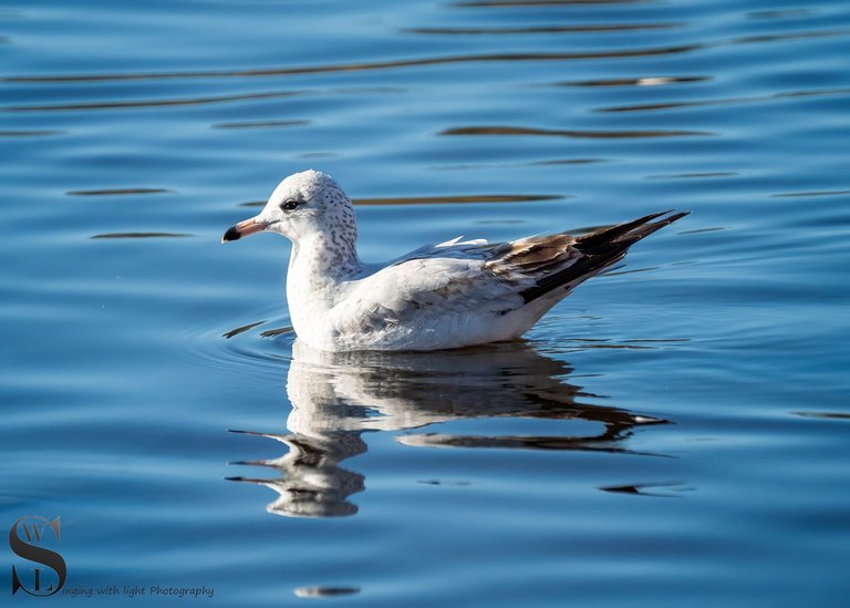 seagulls-4.jpg