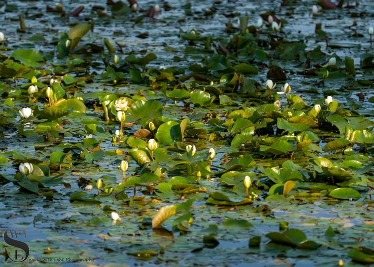 water lillies-6.jpg