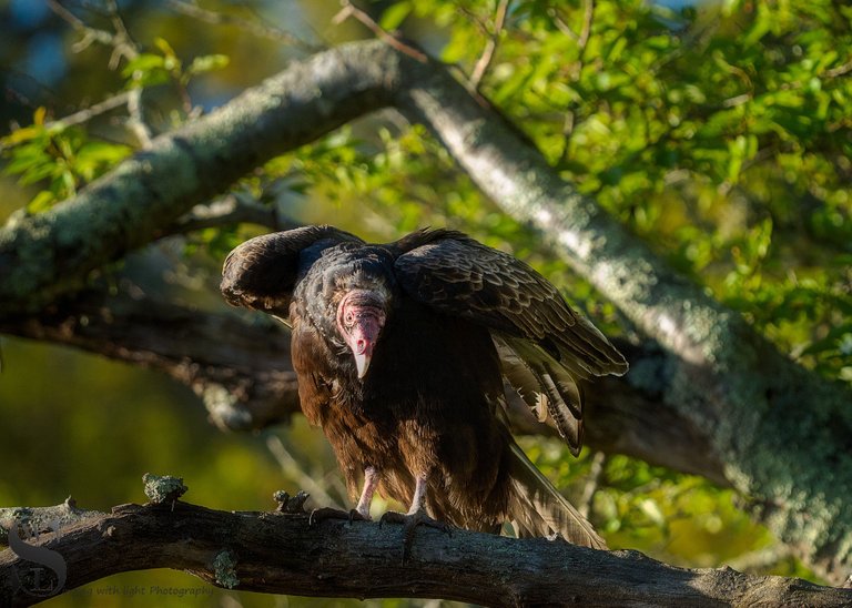 turkey Vulture-2.jpg