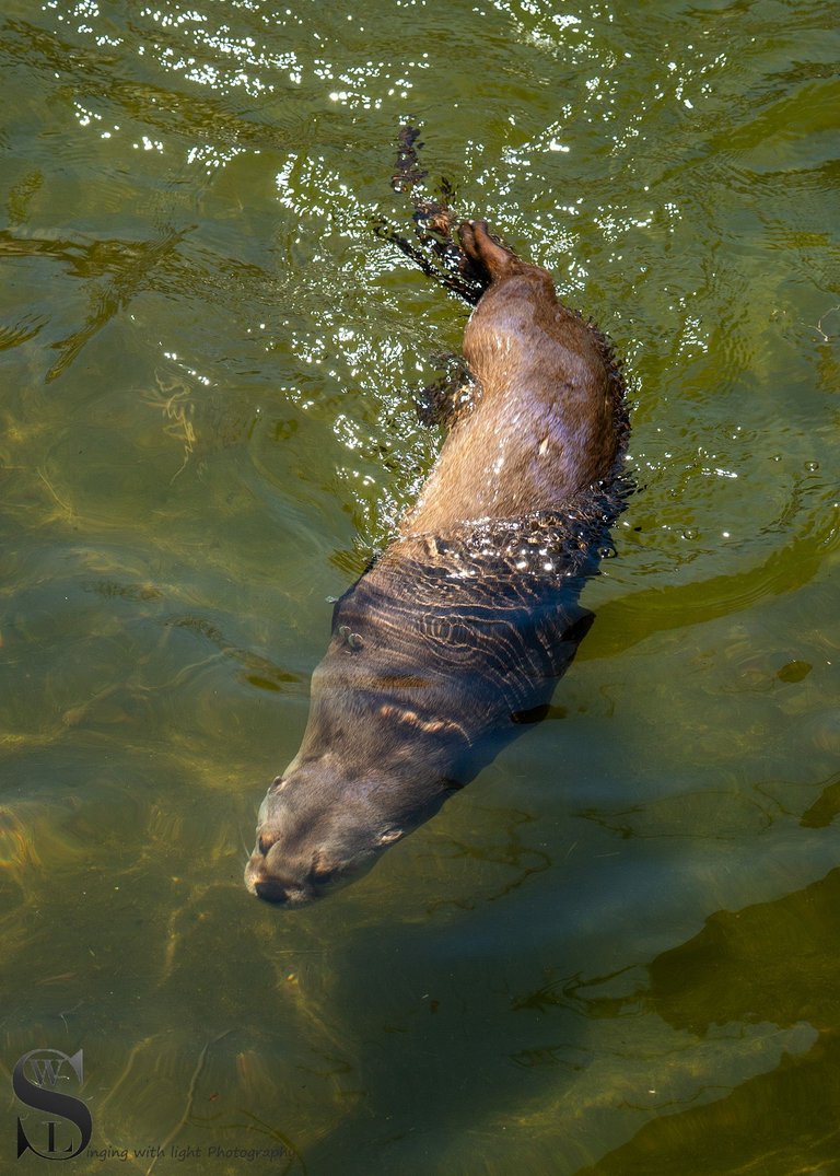 animals zoo-2.jpg