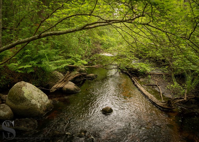 WW destruction brook trail-2.jpg