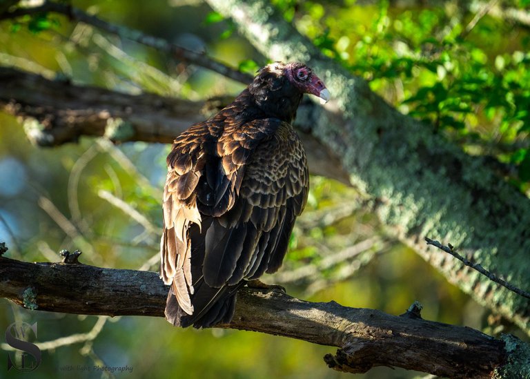 turkey Vulture-1.jpg