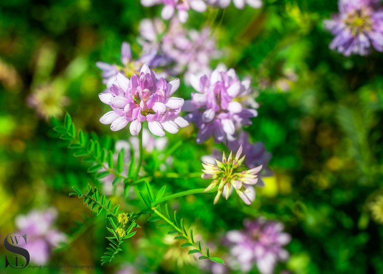 sb flowers and fungi-3.jpg