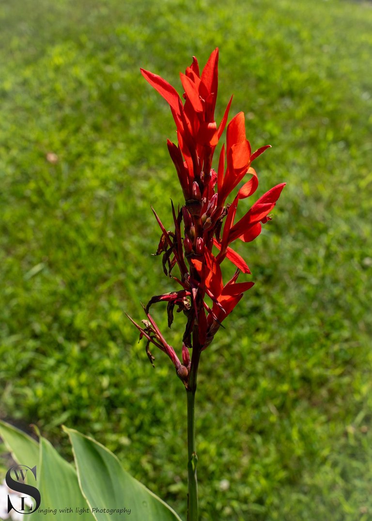 flowers in the zoo-5.jpg