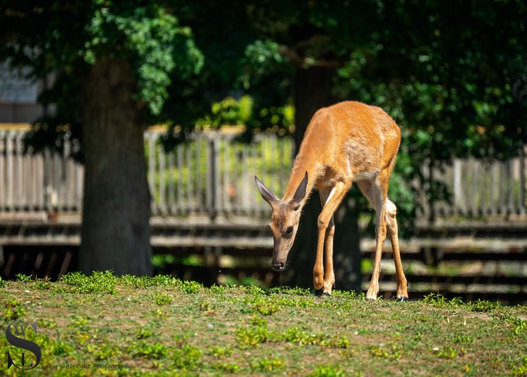 animals zoo and beyond-5.jpg