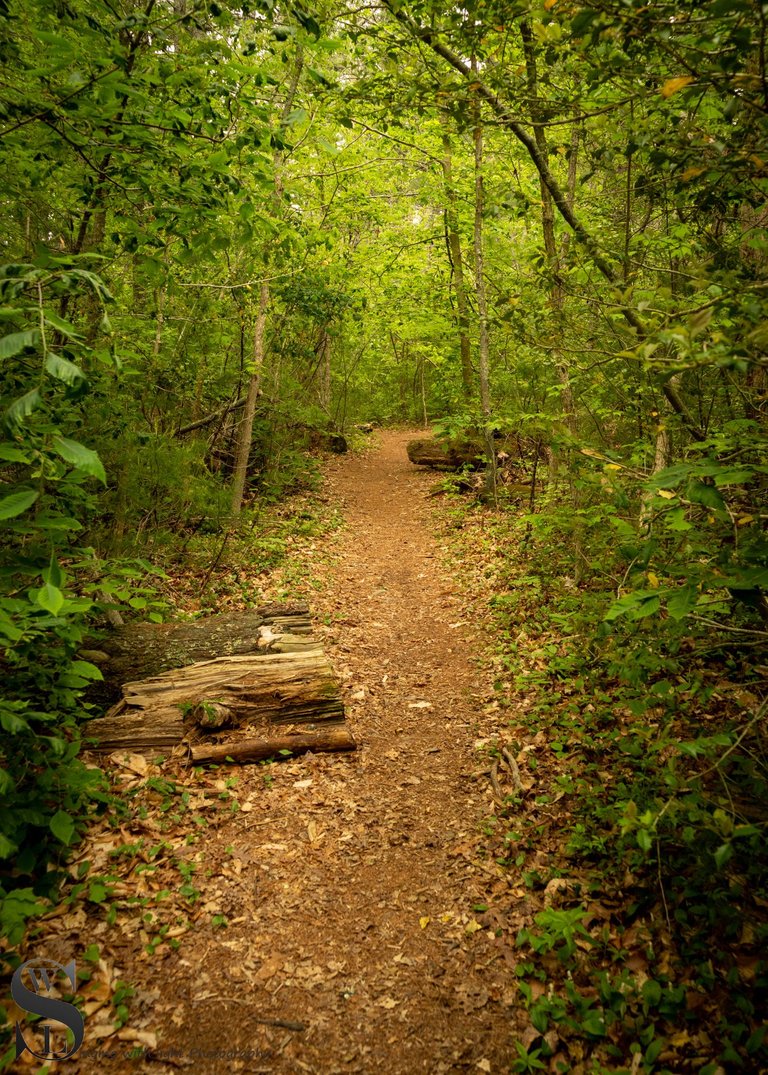 WW destruction brook trail.jpg