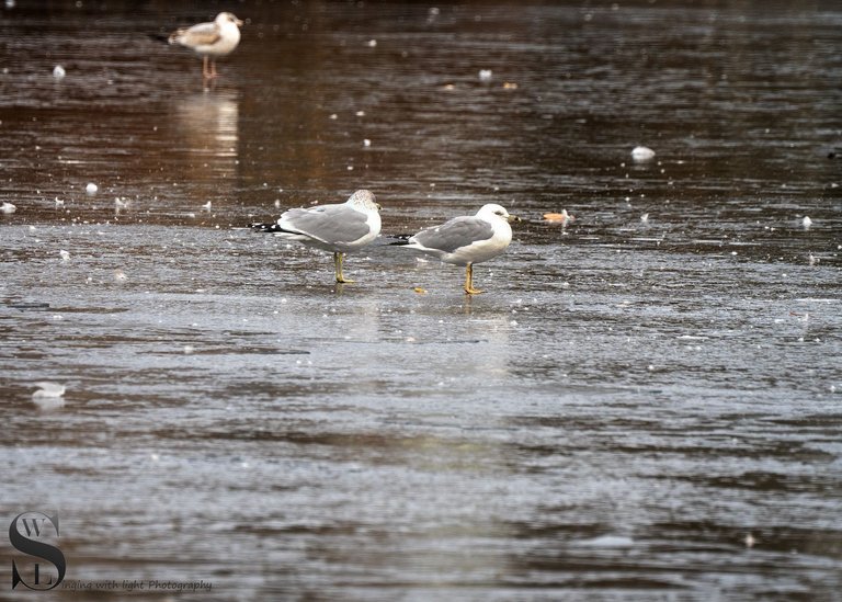 seagulls-5.jpg