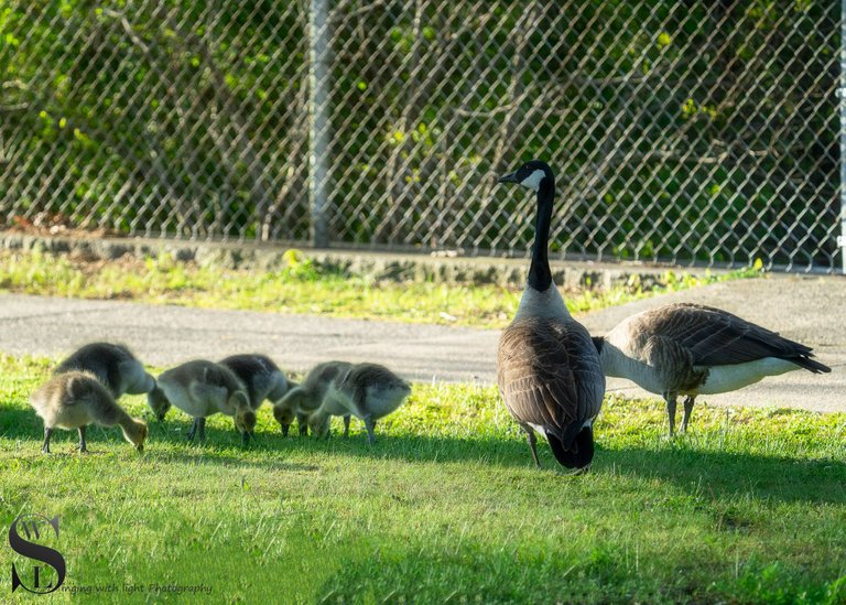 spring goslings-2.jpg
