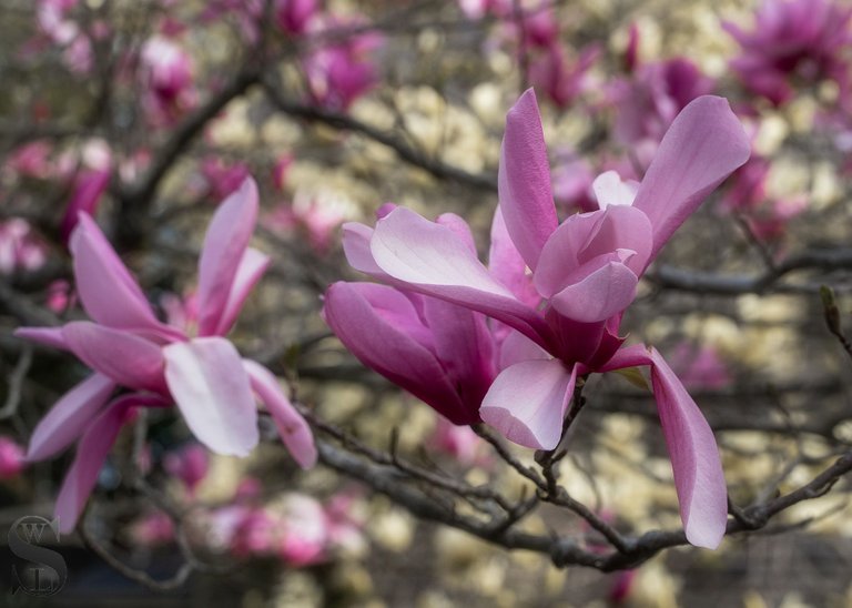 sb magnolias-2.jpg