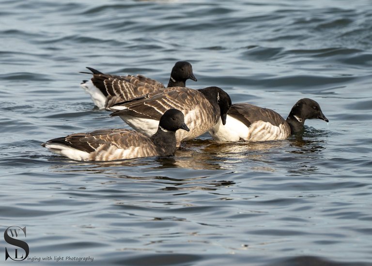 brant geese-5.jpg