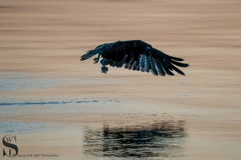 osprey fishing-5.jpg