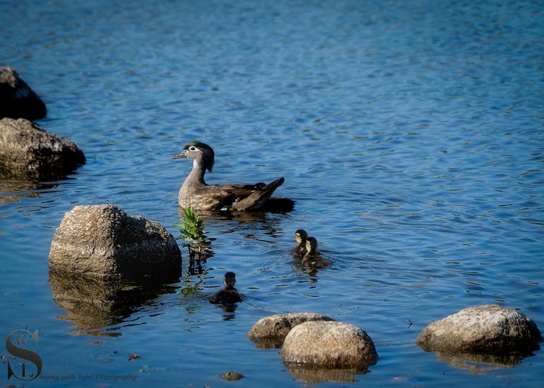 Birds Wood Duck.jpg