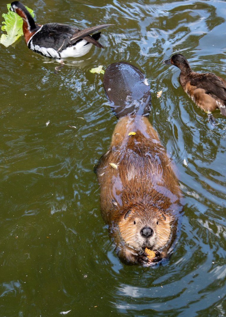 at the zoo again-5.jpg