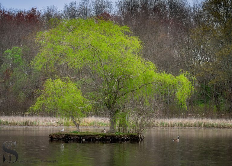 tree on island-1.jpg