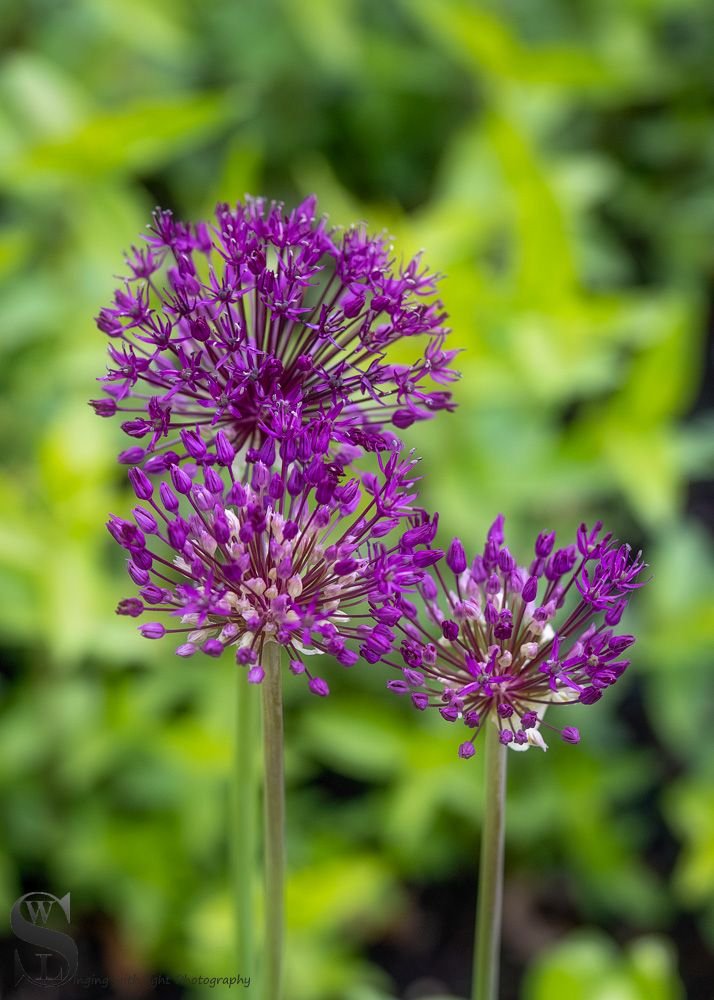 flowers haskill Gardens.jpg