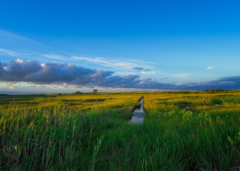 thurs West island Marsh-7.jpg