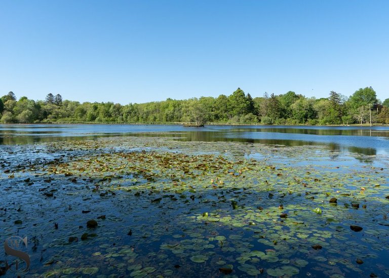 pond at Buttonwood Park-3.jpg