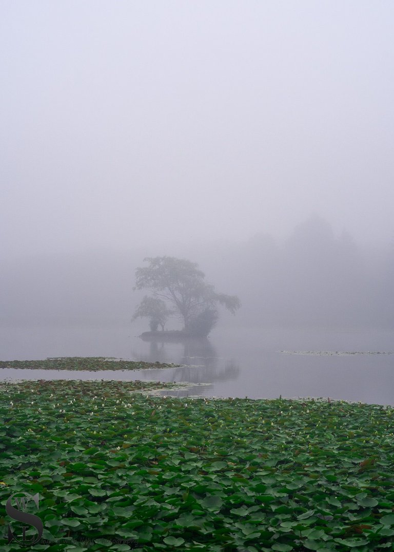 the tree on the pond-3.jpg