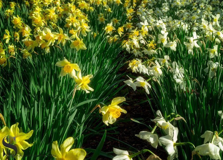 Band S daffodils-3.jpg