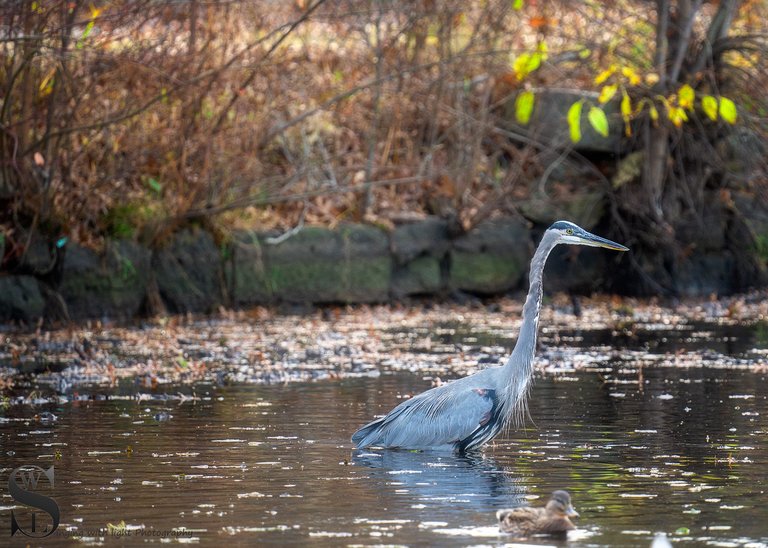 pond birds-5.jpg