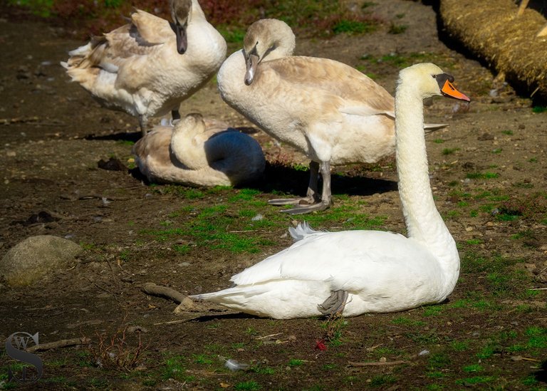 pond birds-2.jpg