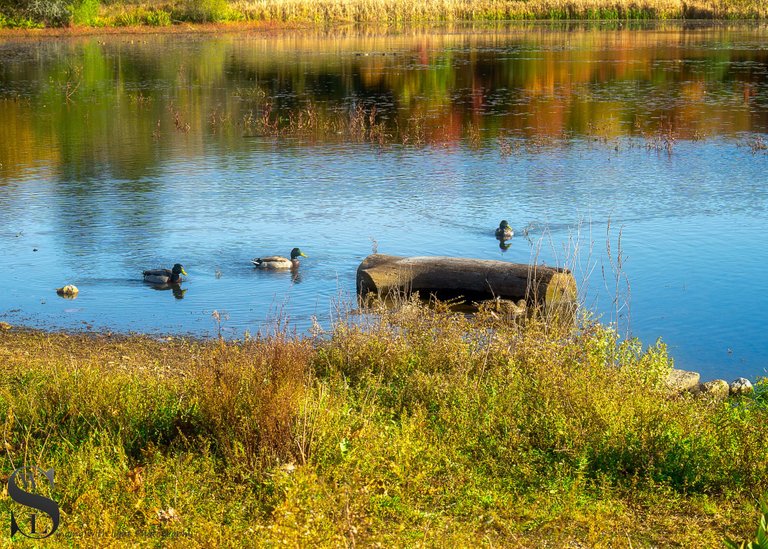 birds on the pond-2.jpg