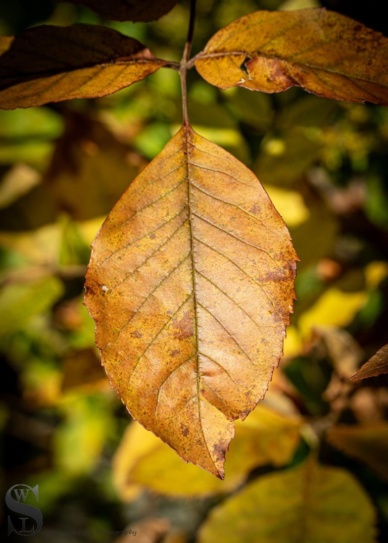 fall buttoonwood park-5.jpg