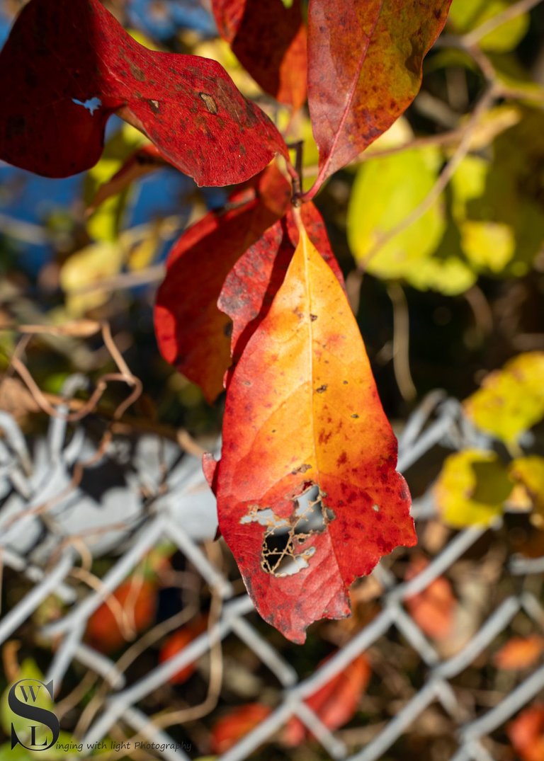 fall foliage.jpg