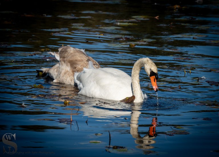 birds at the pond.jpg