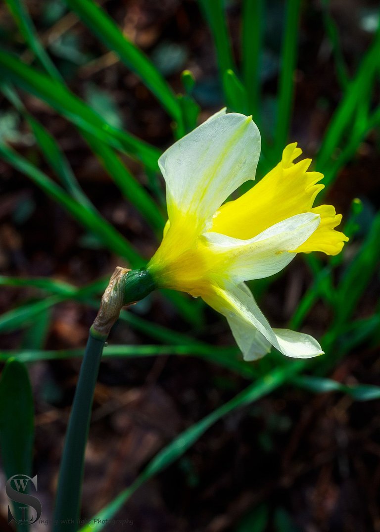 Band S daffodils-1.jpg
