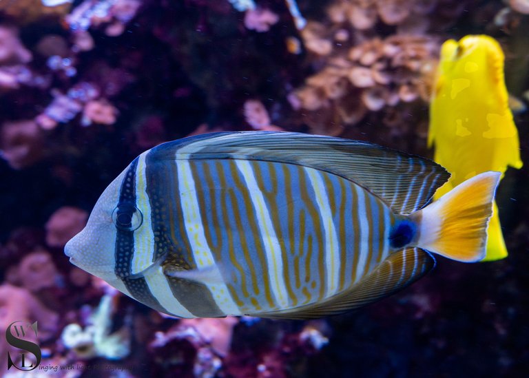 zoo fish.jpg