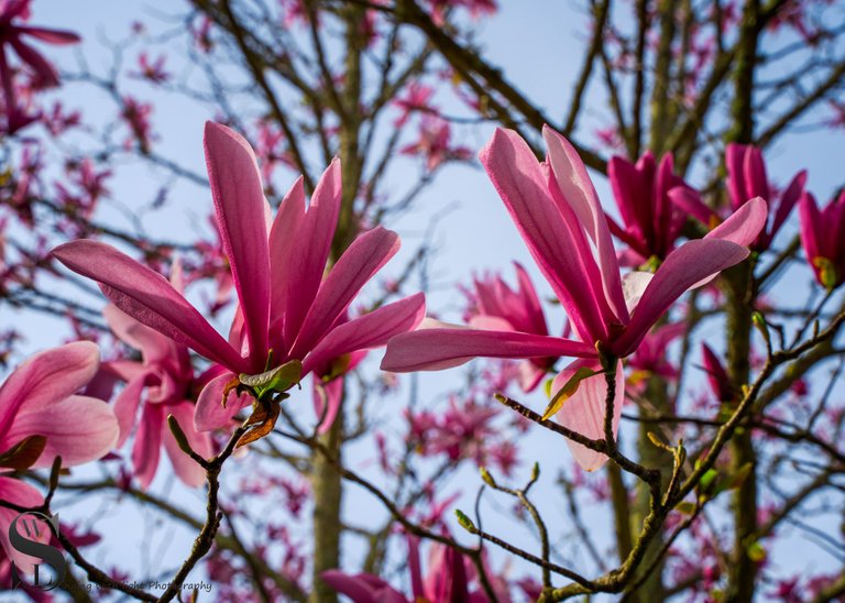 sb magnolias-6.jpg