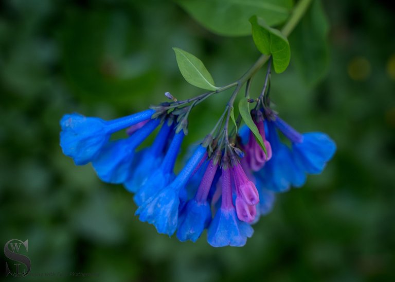 sb flowers-4.jpg