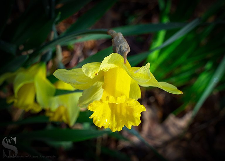 Band S daffodils-6.jpg