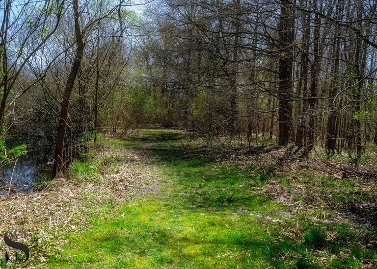 buttonwood-2.jpg