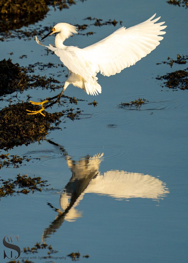 reflections bird.jpg