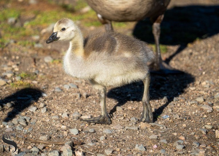 spring goslings-3.jpg
