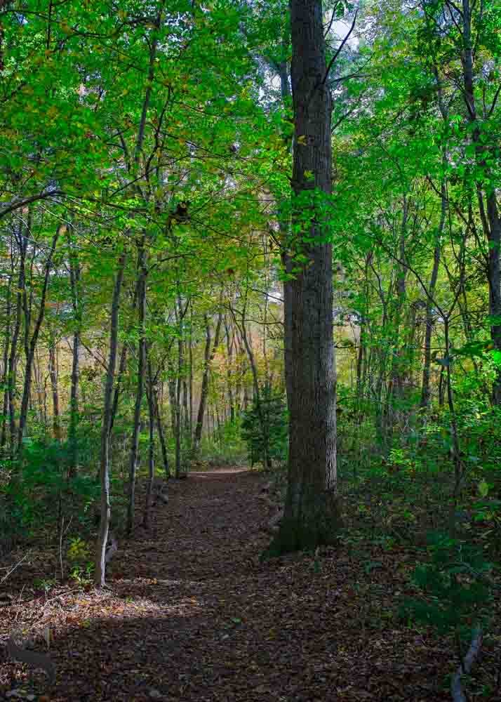 sawmill in fall.jpg