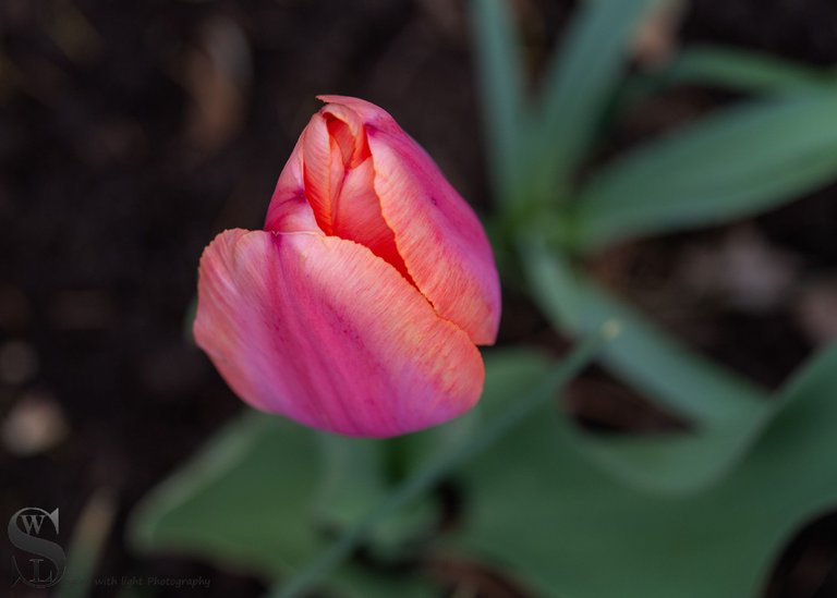 sb tulips-2.jpg