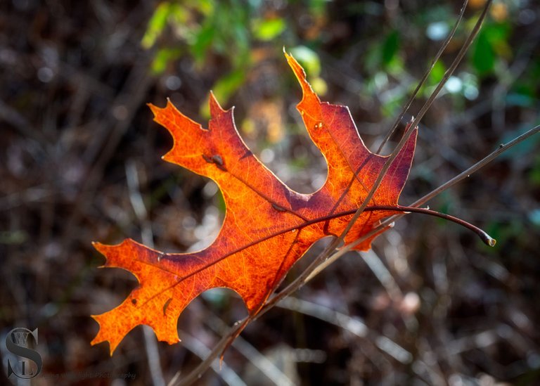 Sunday Leaves-3.jpg