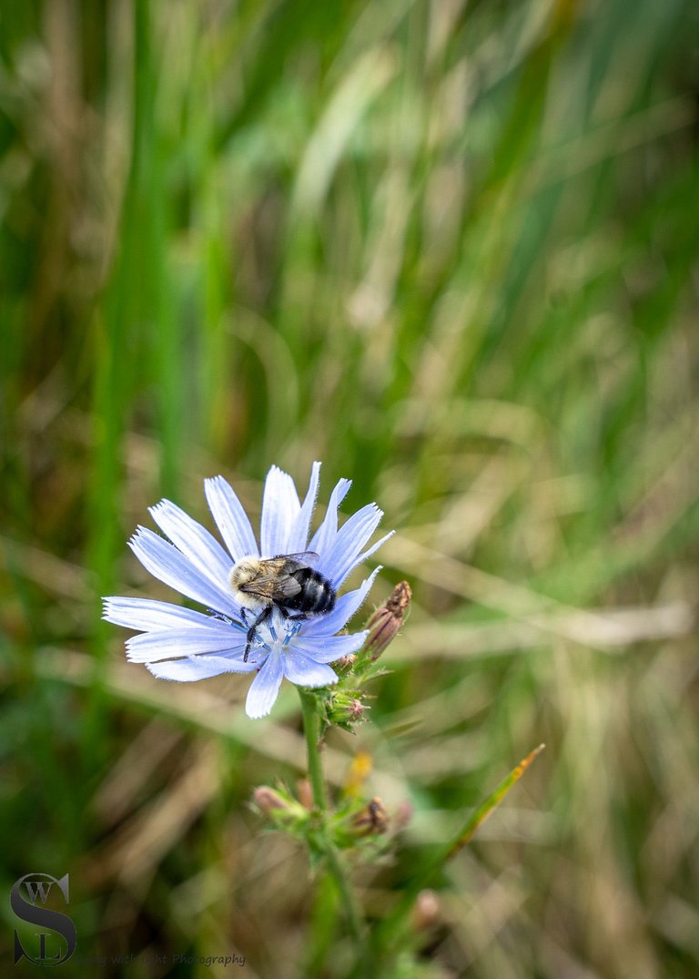 flowers-3.jpg