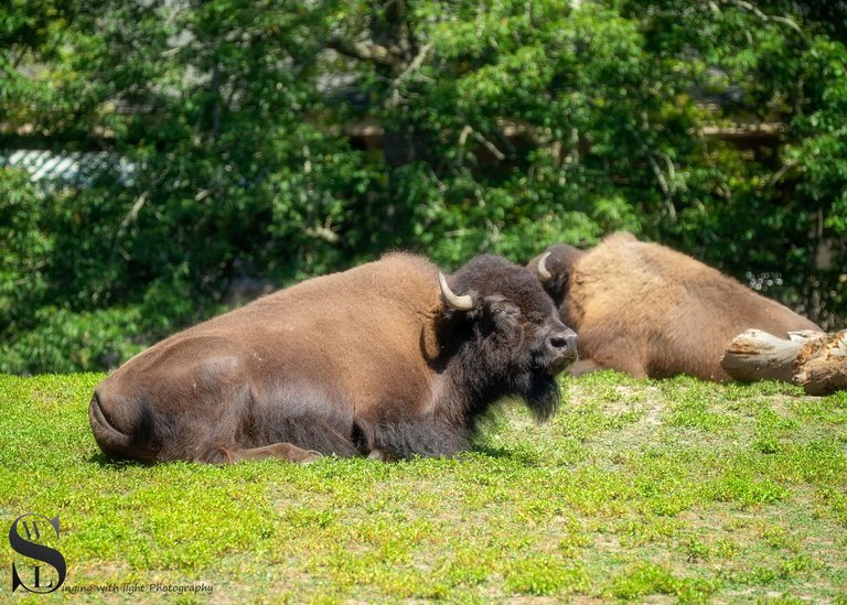 animals zoo-3.jpg