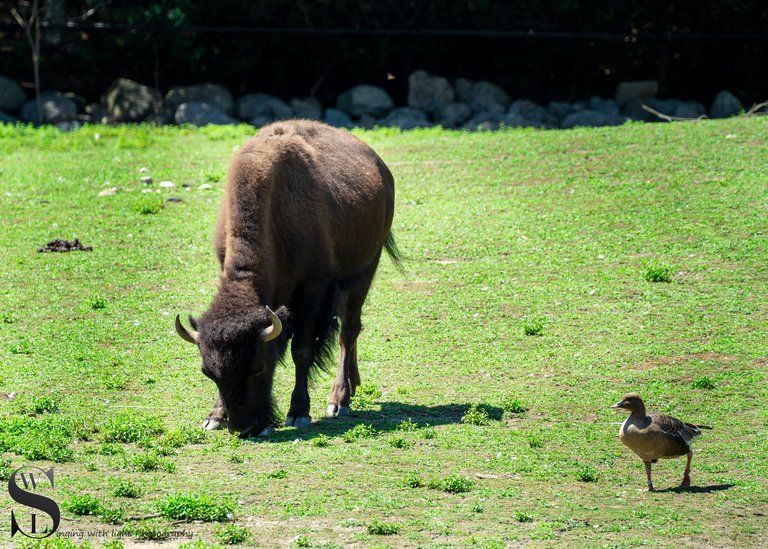 at the zoo.jpg