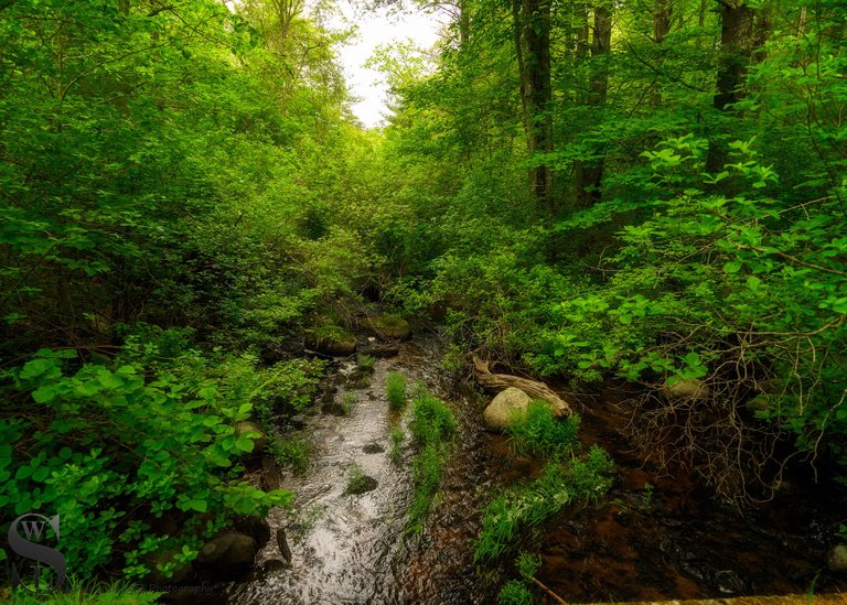 Destruction Brook trail_-5.jpg