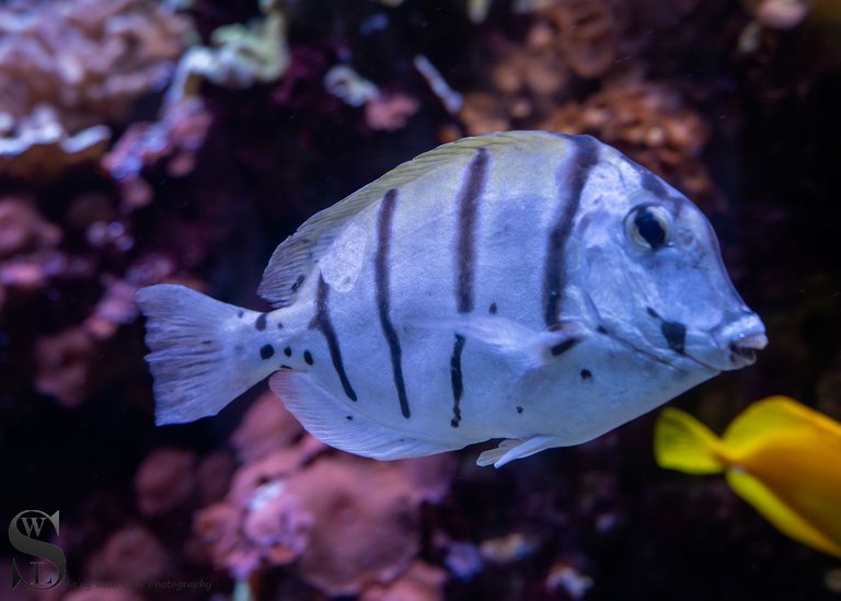 zoo fish-2.jpg