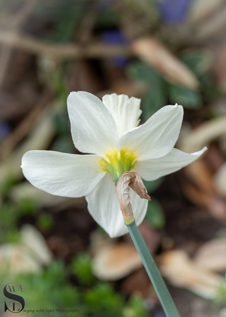 daffodils-3.jpg